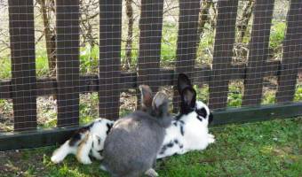 Polsterstueberl-Hinterstoder-Kinderparadies-Streichelzoo-17